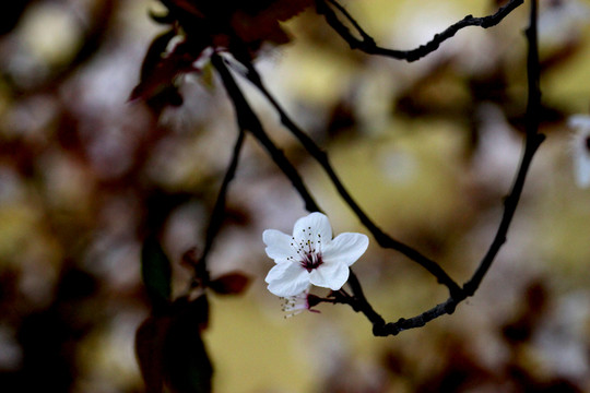 李花