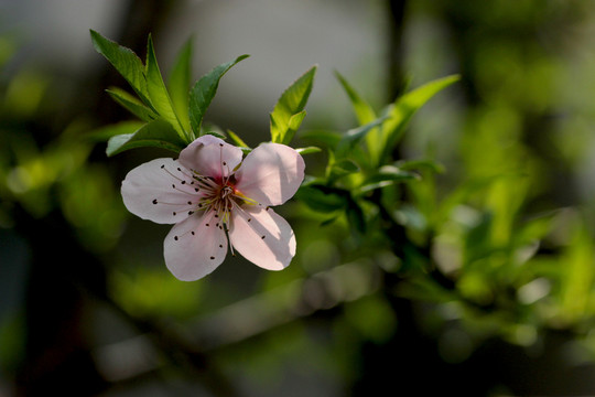 桃花