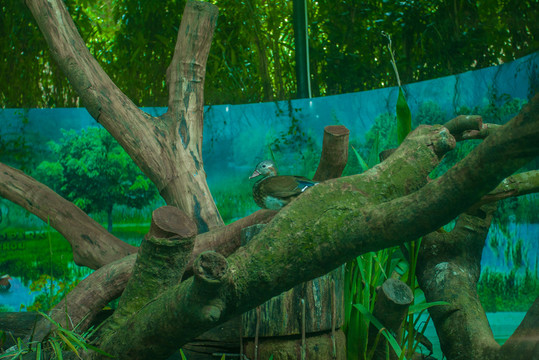 動(dòng)物園 鴛鴦