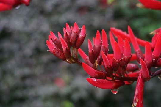 鮮花