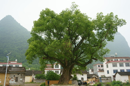 樟樹