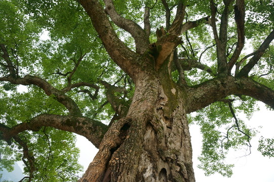 樹木