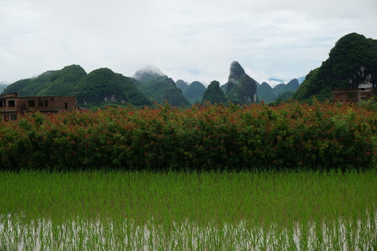 田野