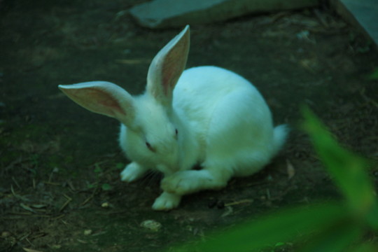 野兔