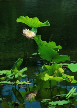 荷花池