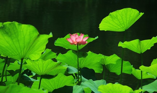 荷花