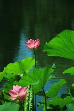 荷花
