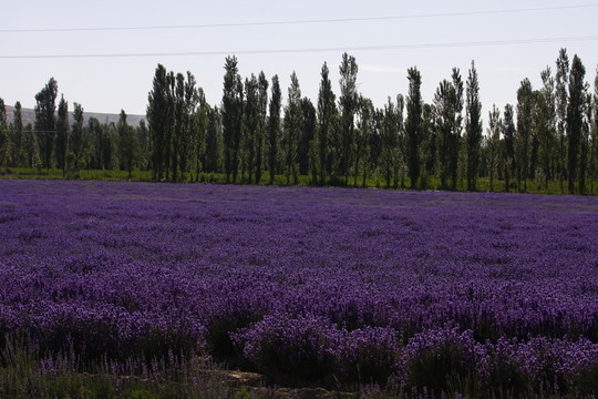 薰衣草