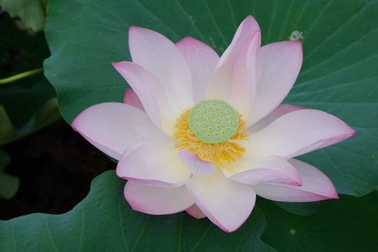 荷花