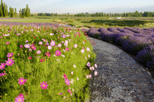 薰衣草公園