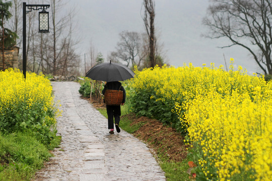 宏村細雨