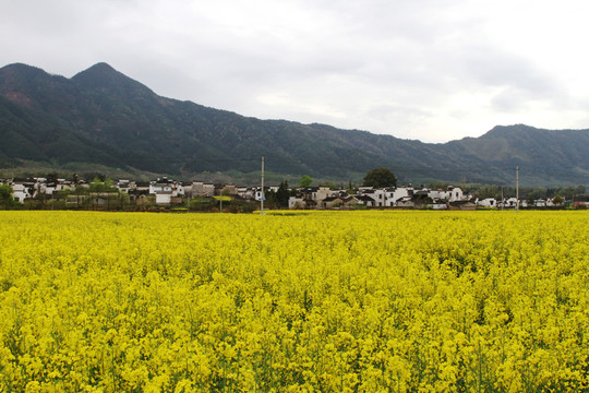 油菜花