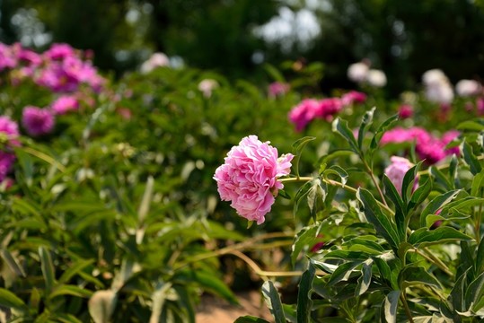 芍藥花開(kāi)
