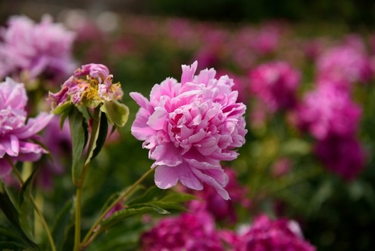 芍藥花開