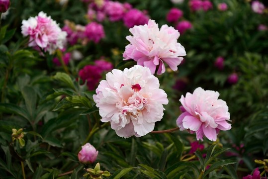 芍藥花開(kāi)