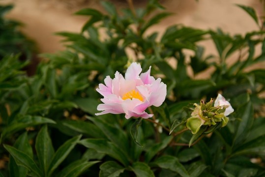 芍藥花開