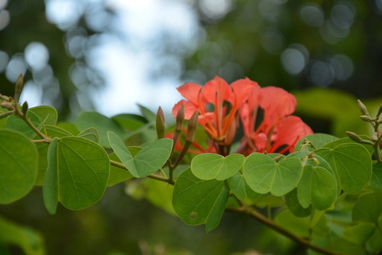 紅葉