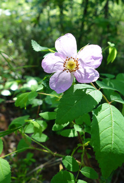 野薔薇