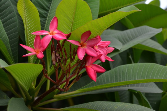 雞蛋花