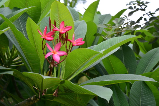 雞蛋花
