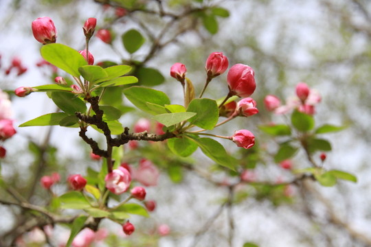 春天里的植物園