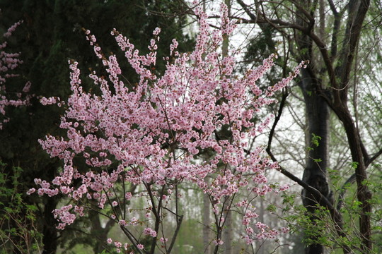 春天里的植物園