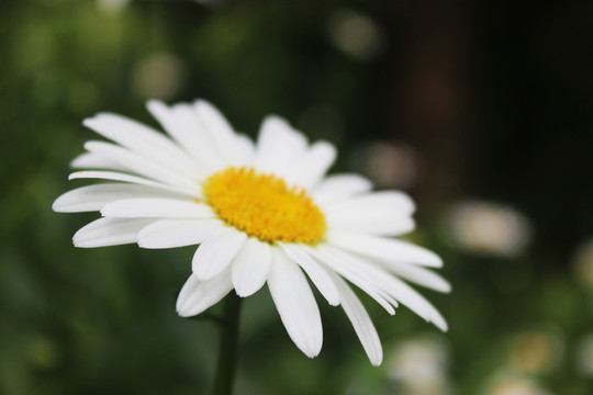 大濱菊