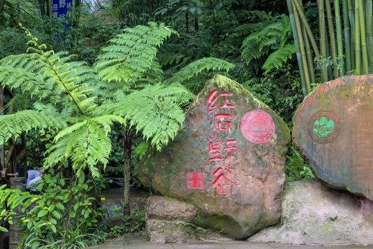 桫欏