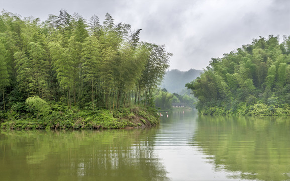 貴州赤水竹海
