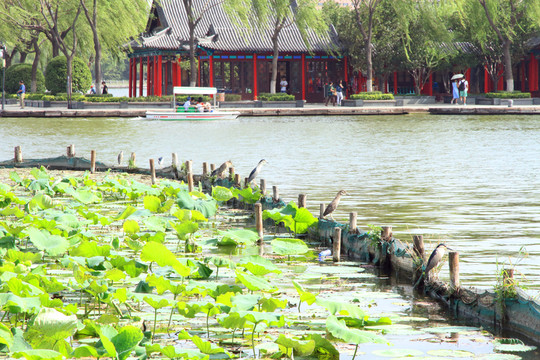 大明湖中歇停的水鳥
