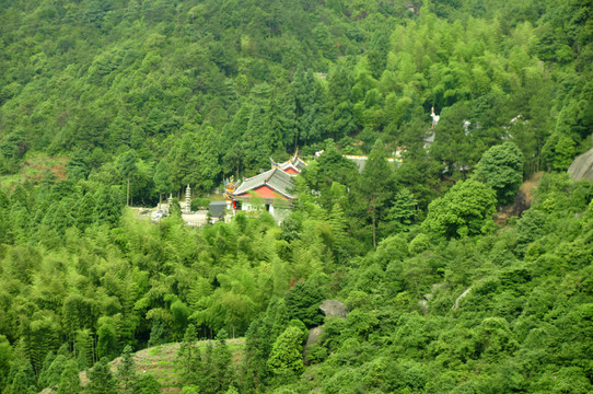 森林中隱藏的寺院