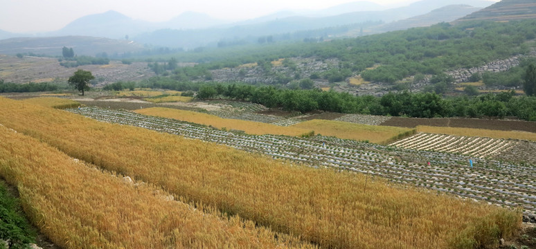 麥田 田野 土地