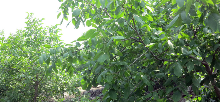 核桃樹 核桃園