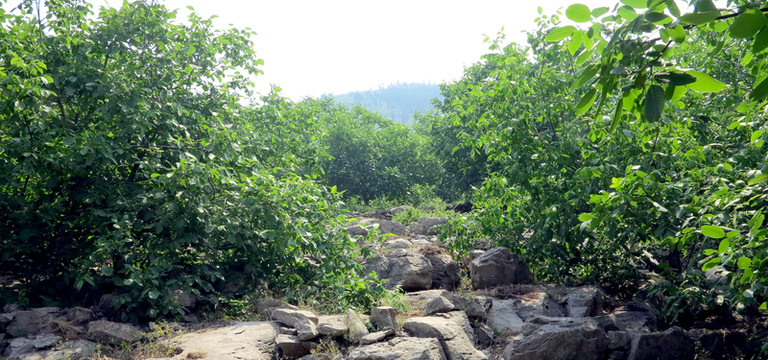 石林 樹林