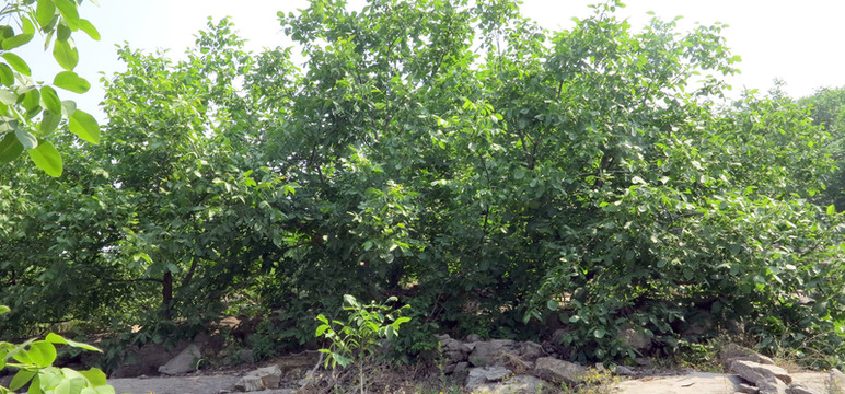核桃樹 核桃園