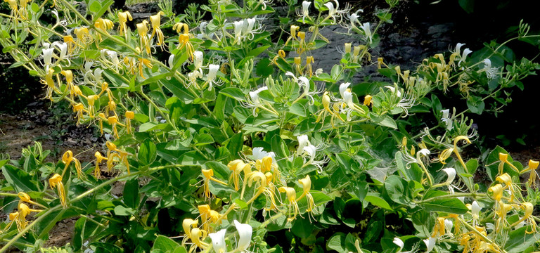 金銀花大圖