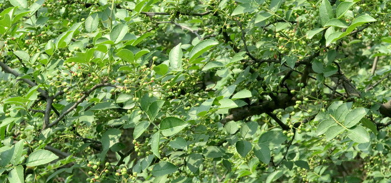 花椒樹(shù) 花椒素材