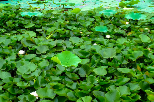 水葫蘆