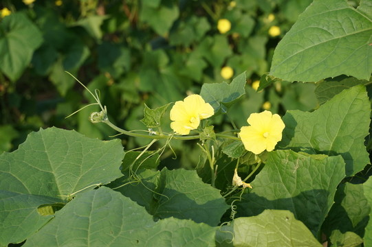 鮮花