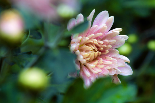 小菊花