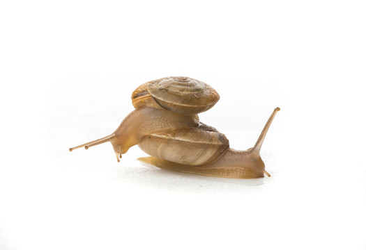 兩只蝸牛