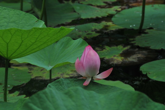 荷花