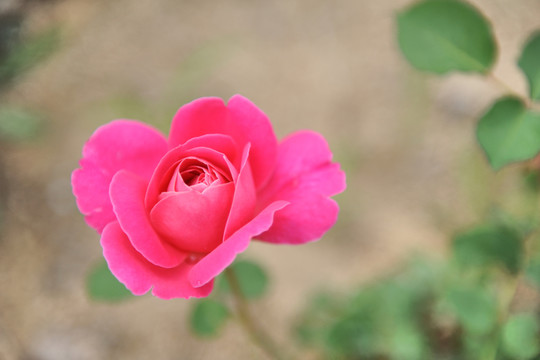 月季花
