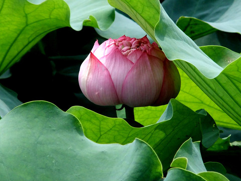 荷花