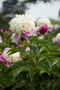 芍藥花
