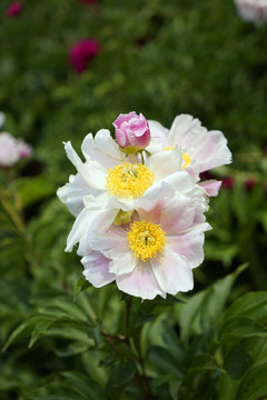 芍藥花