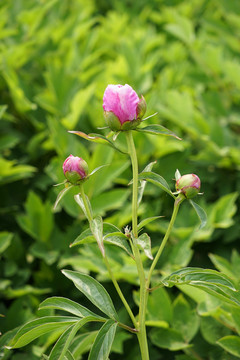 芍藥花
