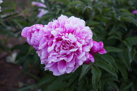 芍藥花