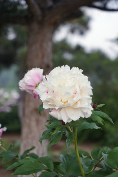 芍藥花