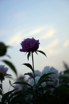 芍藥